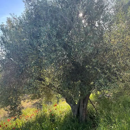 Fattoria Iluigi *